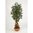 Flora World 6' NATURAL OLIVE ROOT TREE