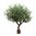 Flora World 7' NATURAL OLIVE TREE POLY TRUNK